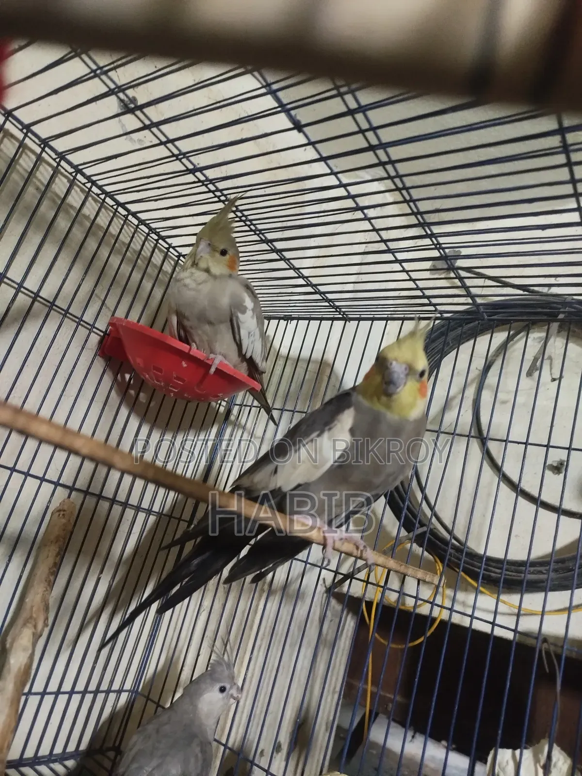 Cocatel Raning Birds