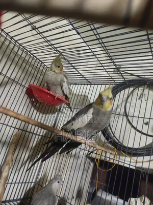 Cocatel Raning Birds