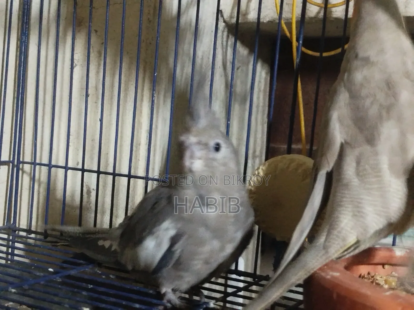 Cocatel Raning Birds