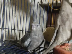Cocatel Raning Birds