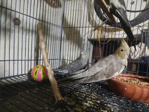 Cocatel Raning Birds