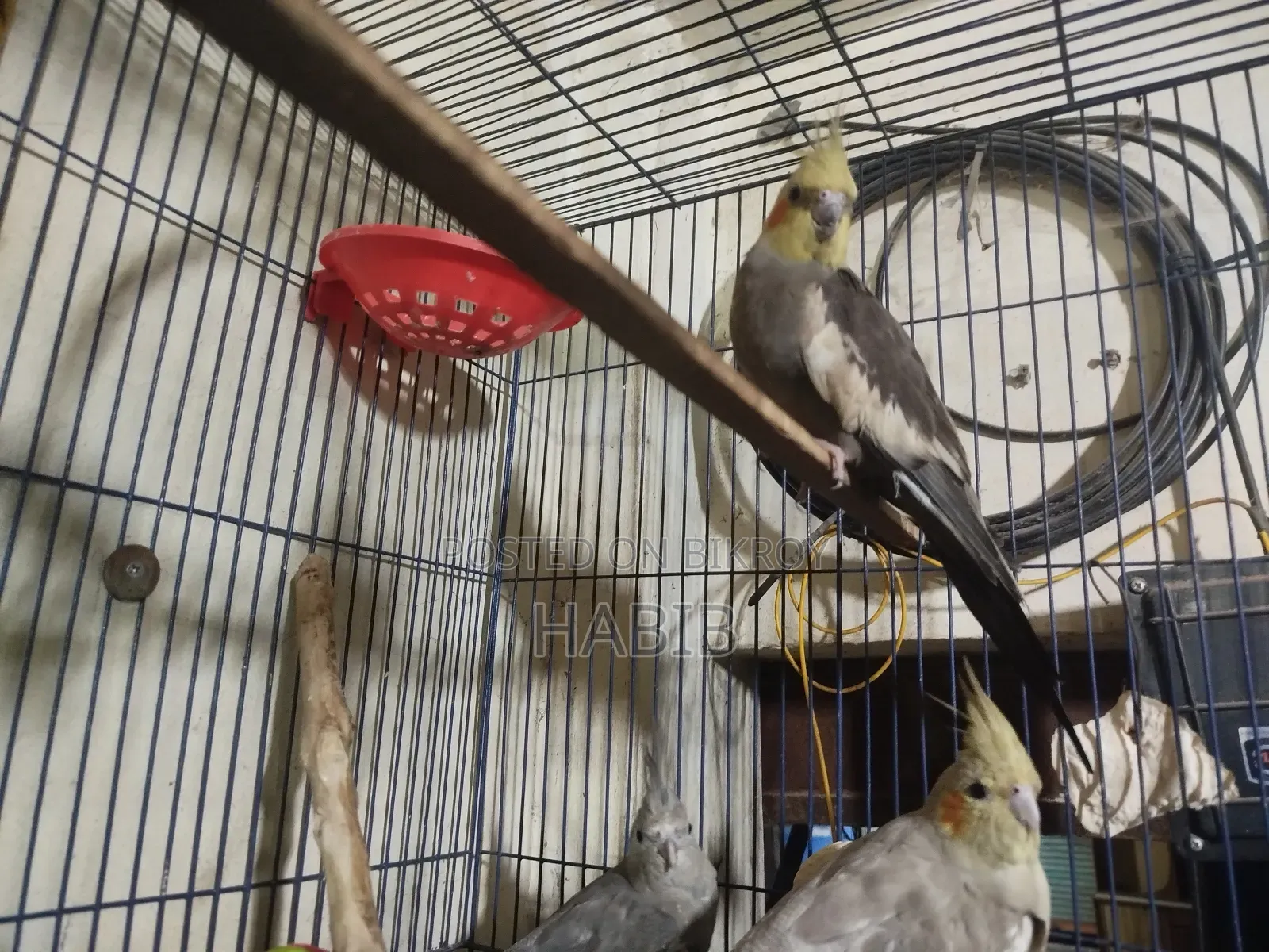 Cocatel Raning Birds