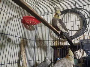 Cocatel Raning Birds