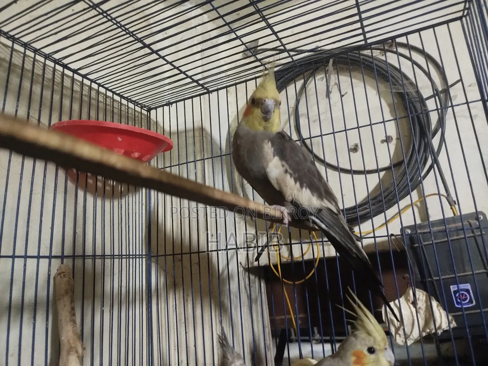 Cocatel Raning Birds