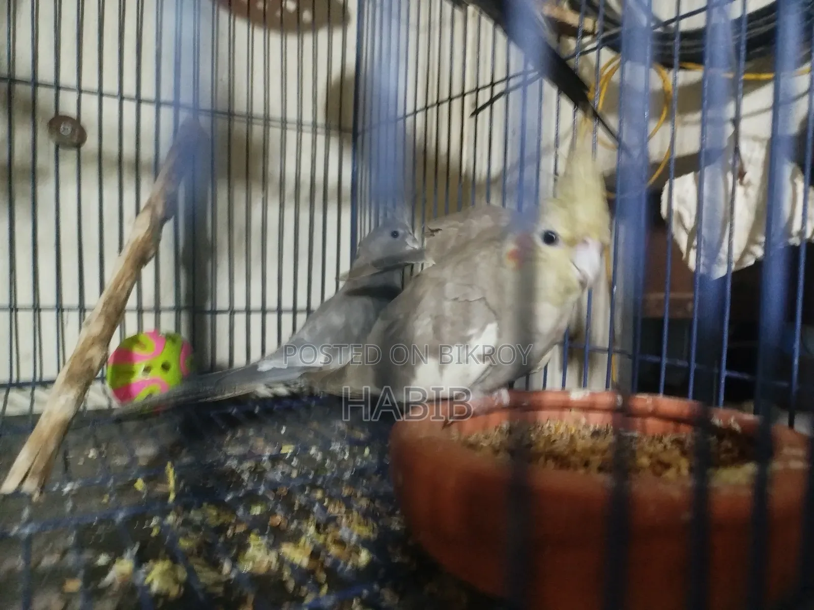 Cocatel Raning Birds