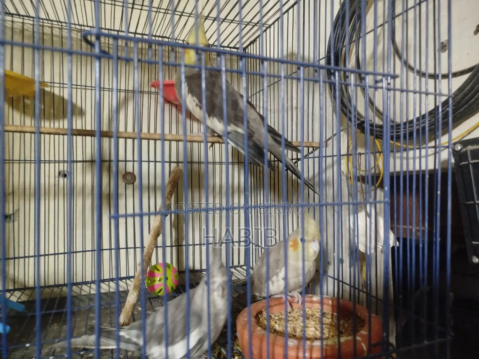 Cocatel Raning Birds