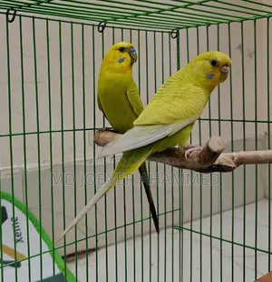 Baazigar Bird for Sale