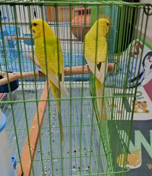 Baazigar Bird for Sale