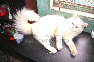 1+ year Male Purebred Persian