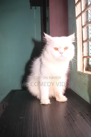 1+ year Male Purebred Persian