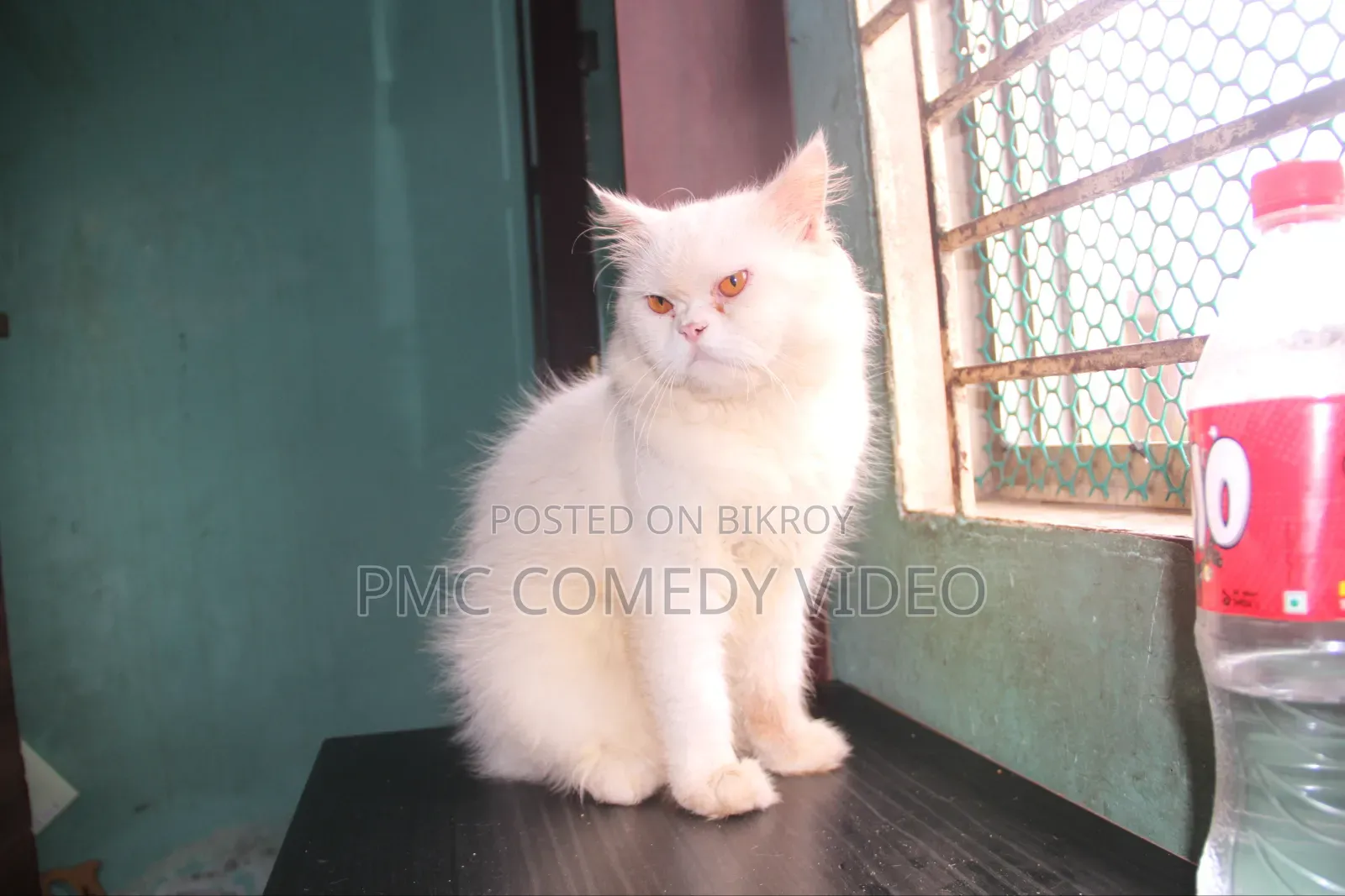 1+ year Male Purebred Persian