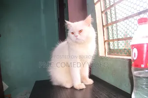 1+ year Male Purebred Persian
