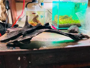 Natural Driftwood