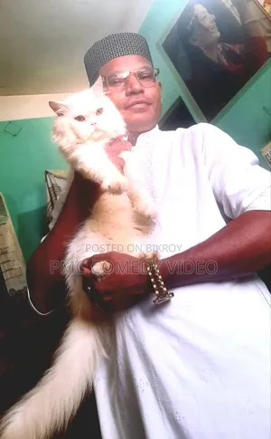 1+ year Male Purebred Persian