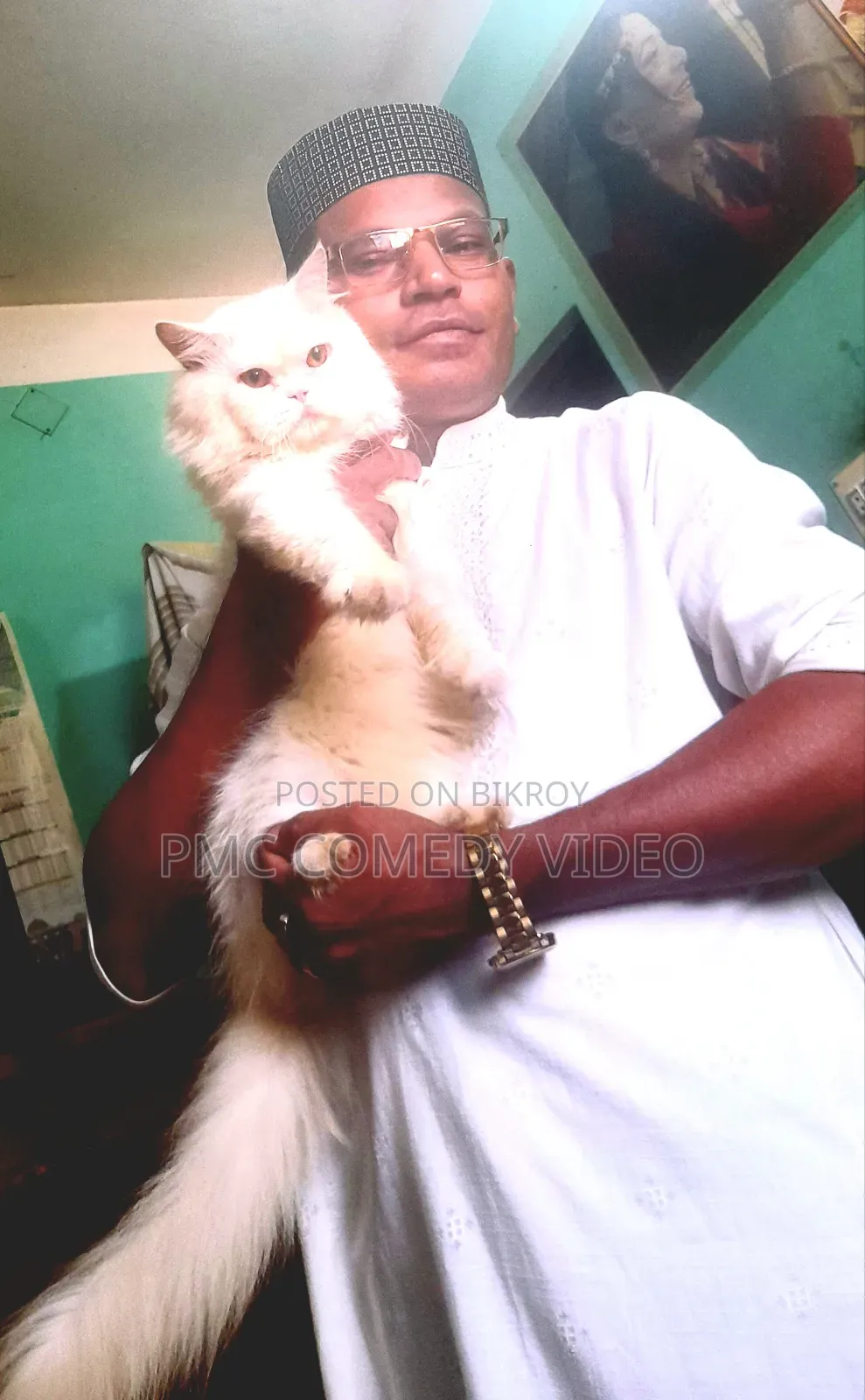 1+ year Male Purebred Persian