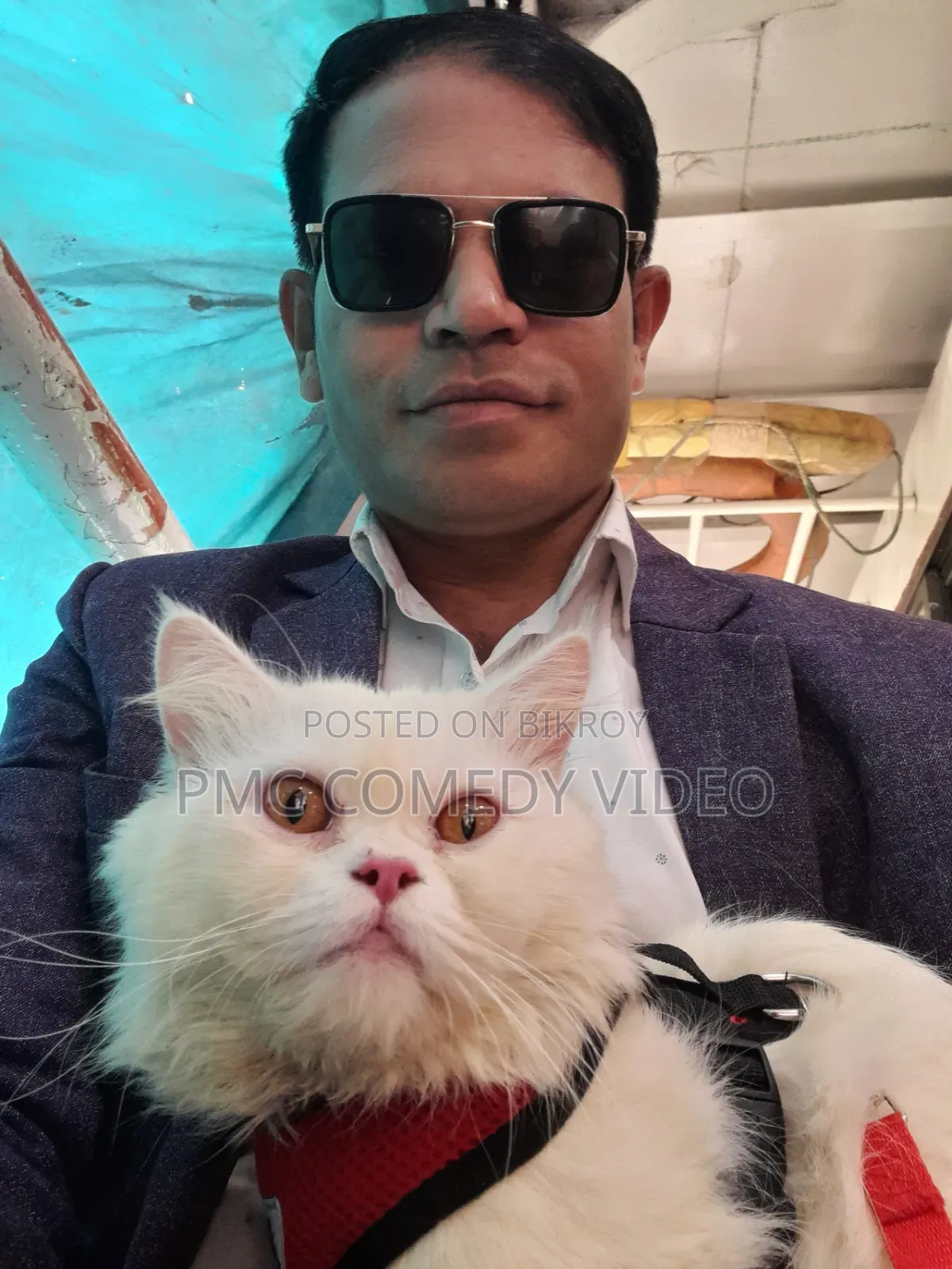 1+ year Male Purebred Persian