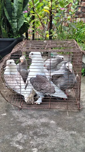 ➡️ ৩ জোড়া রানিং কবুতর — ঝর্ণা সার্টিন ও সিলভার মুখী