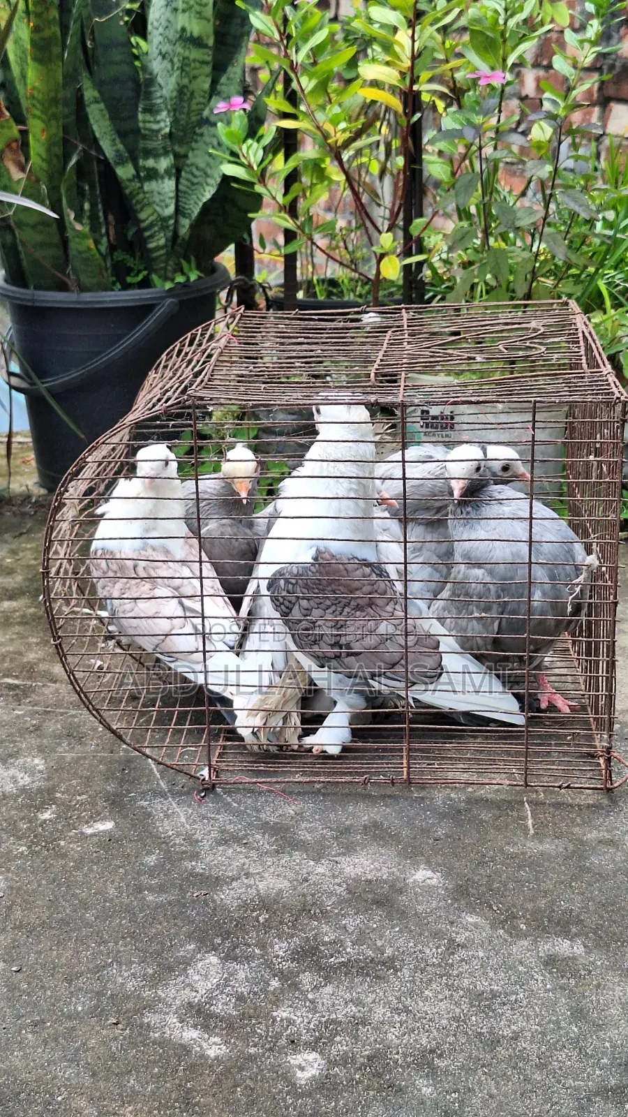 ➡️ ৩ জোড়া রানিং কবুতর — ঝর্ণা সার্টিন ও সিলভার মুখী