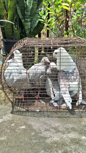 ➡️ ৩ জোড়া রানিং কবুতর — ঝর্ণা সার্টিন ও সিলভার মুখী