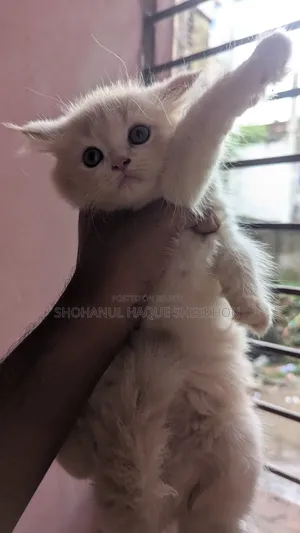 1-3 months Female Purebred Persian
