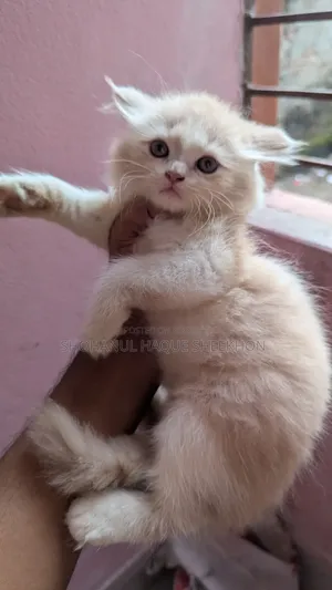 1-3 months Female Purebred Persian
