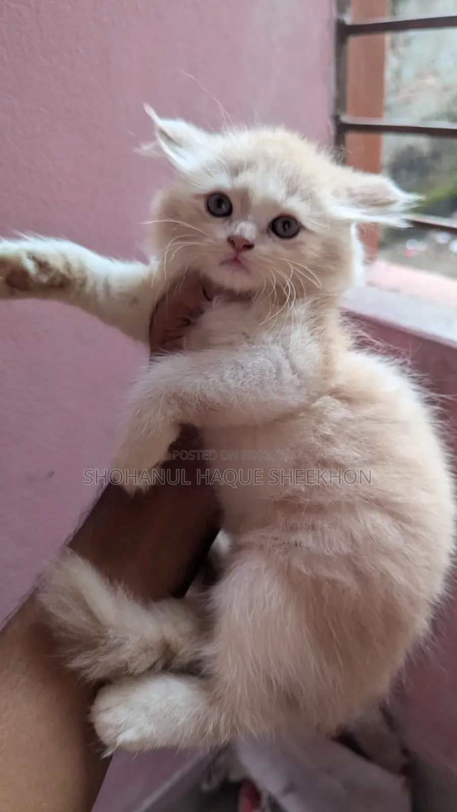 1-3 months Female Purebred Persian
