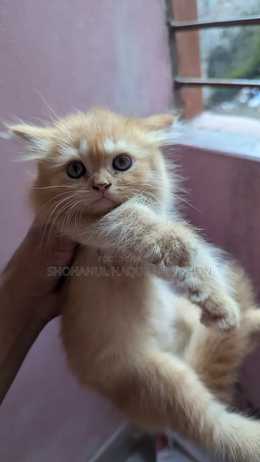 1-3 months Female Purebred Persian