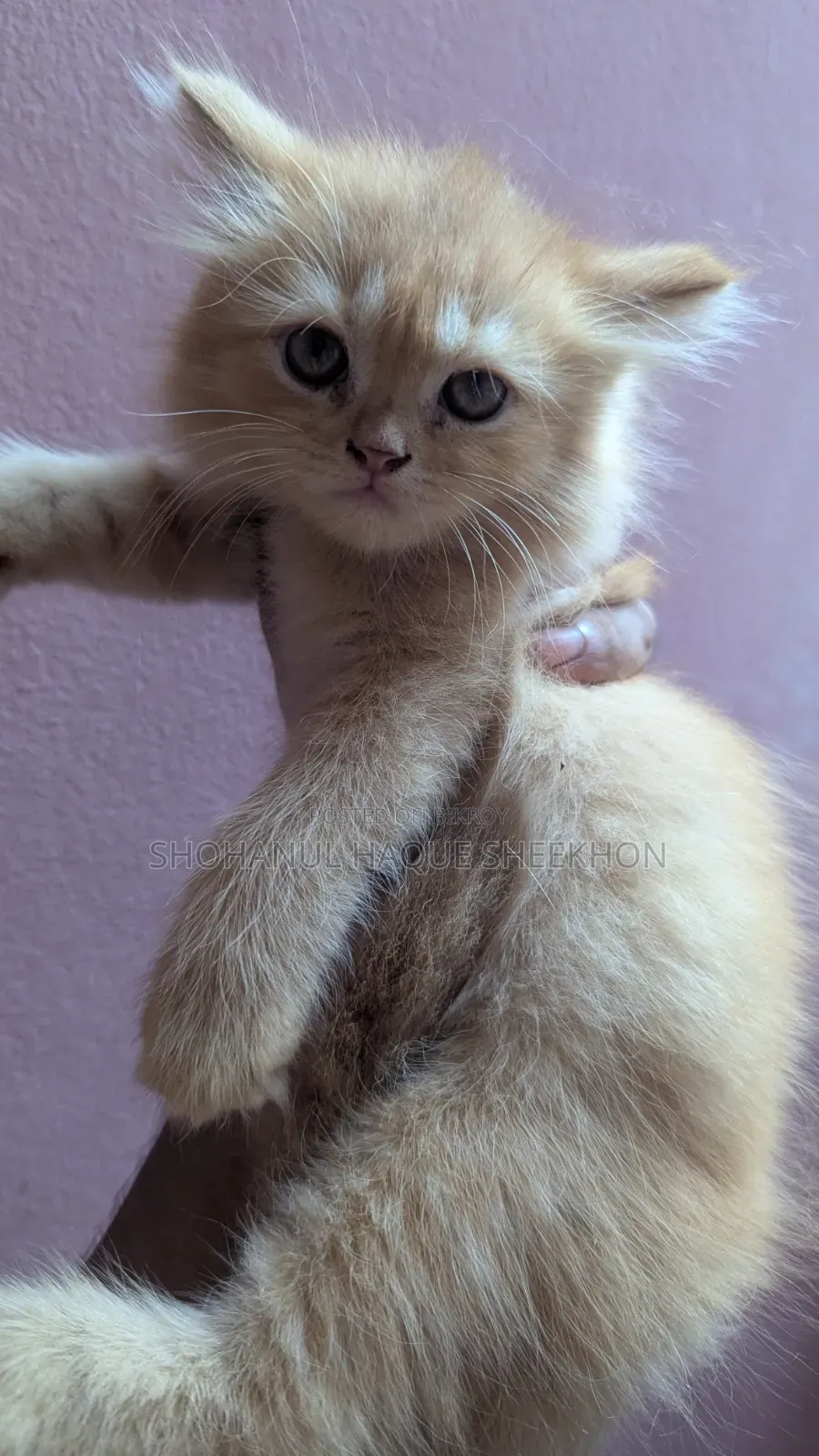 1-3 months Female Purebred Persian