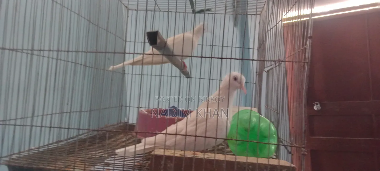 Australian White Dove for Sale