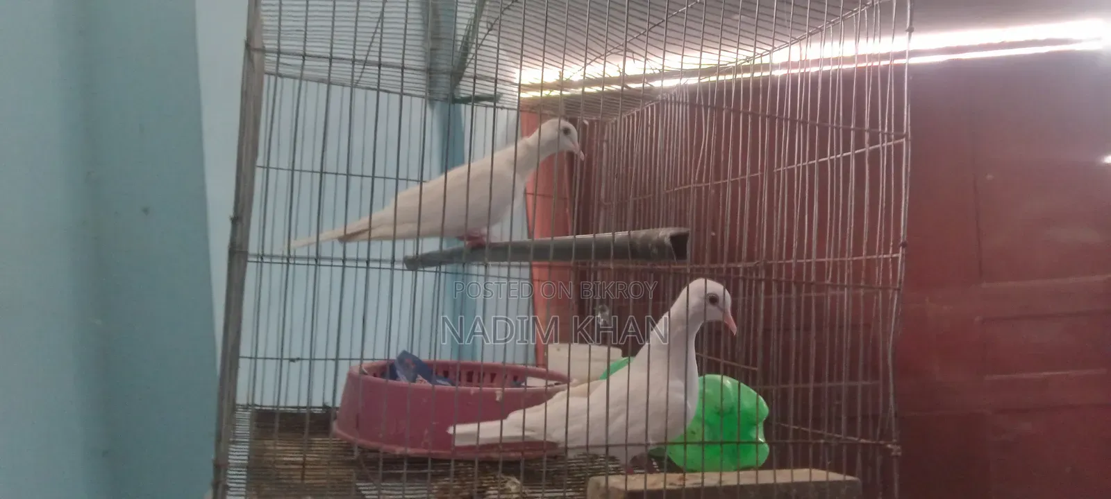 Australian White Dove for Sale