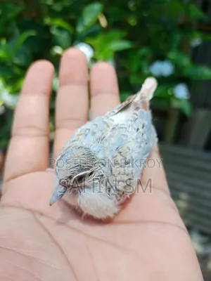 ডায়মন্ড ঘুঘু