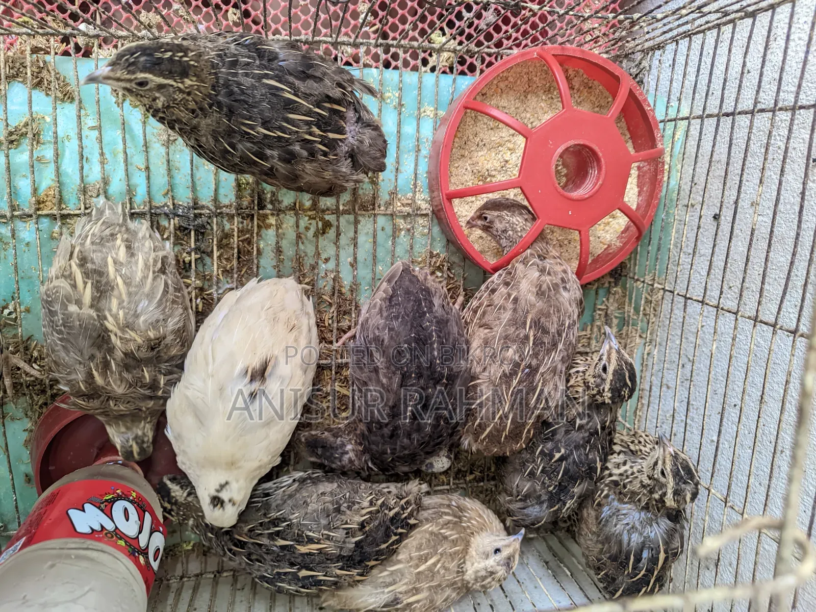 ডিম পাড়ার কয়েল পাখি