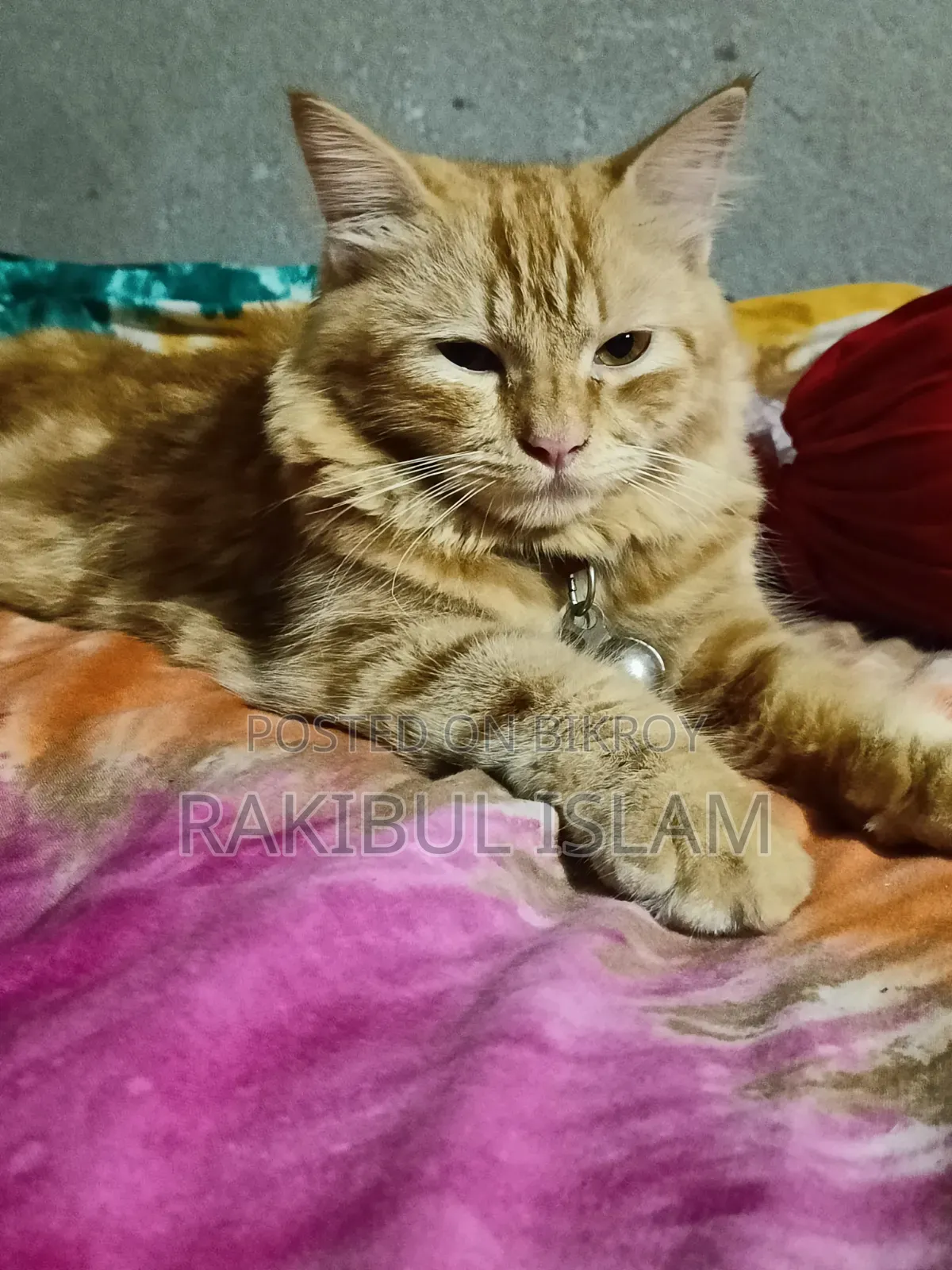 6-12 months Female Purebred Persian