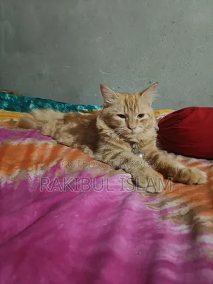 6-12 months Female Purebred Persian