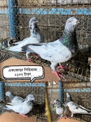 কবুতর / Pigeon