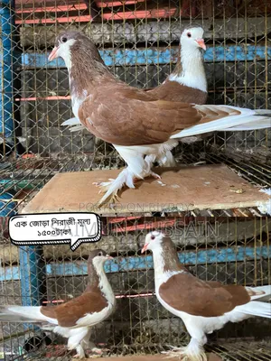 কবুতর / Pigeon