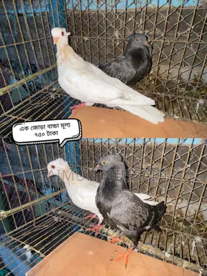 কবুতর / Pigeon