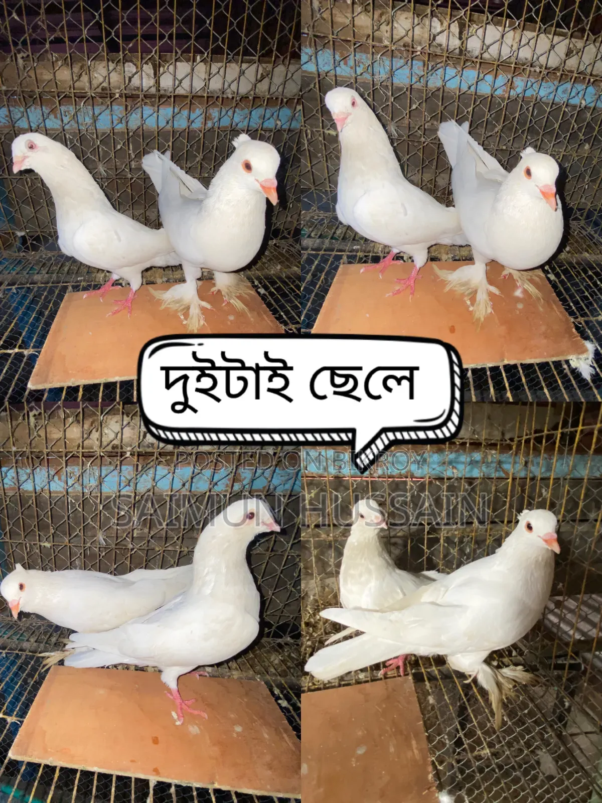 কবুতর / Pigeon