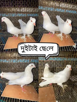 কবুতর / Pigeon