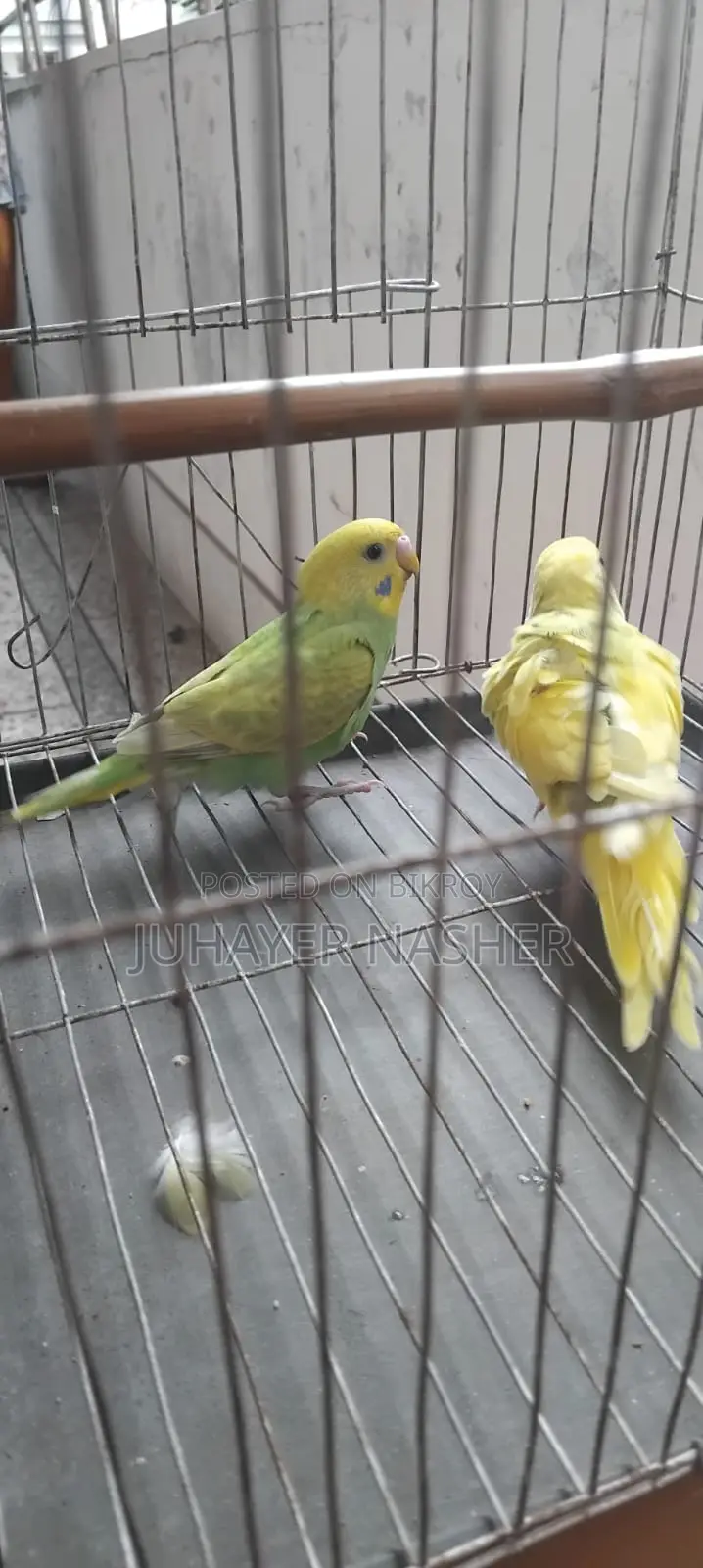 Budgerigar Sell