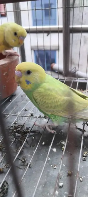 Budgerigar Sell