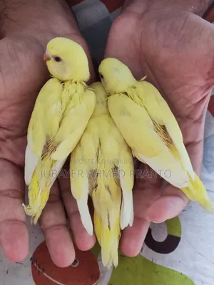 বাজিগর পাখি
