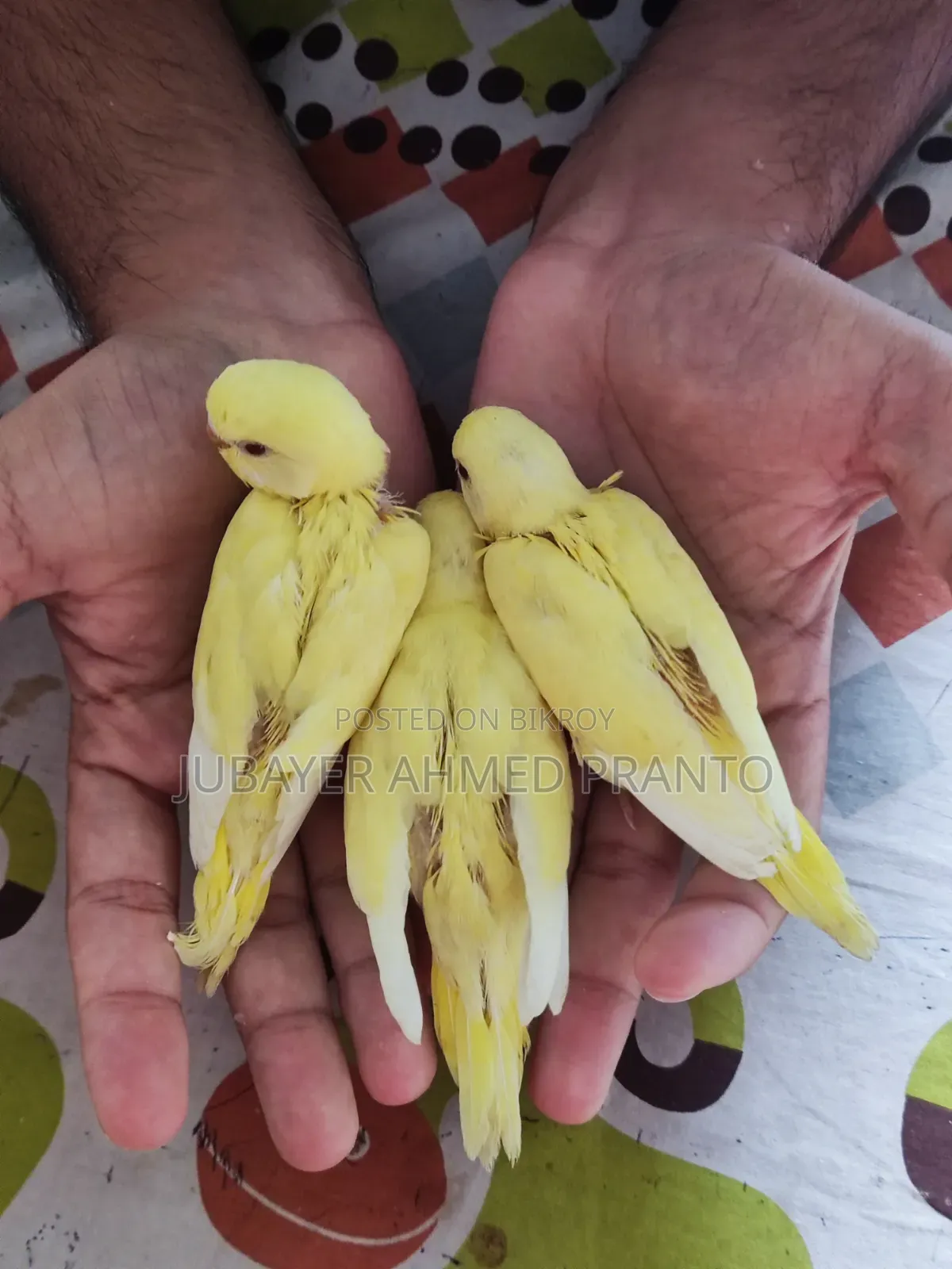 বাজিগর পাখি