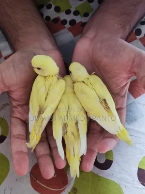 বাজিগর পাখি