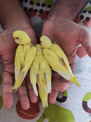 বাজিগর পাখি