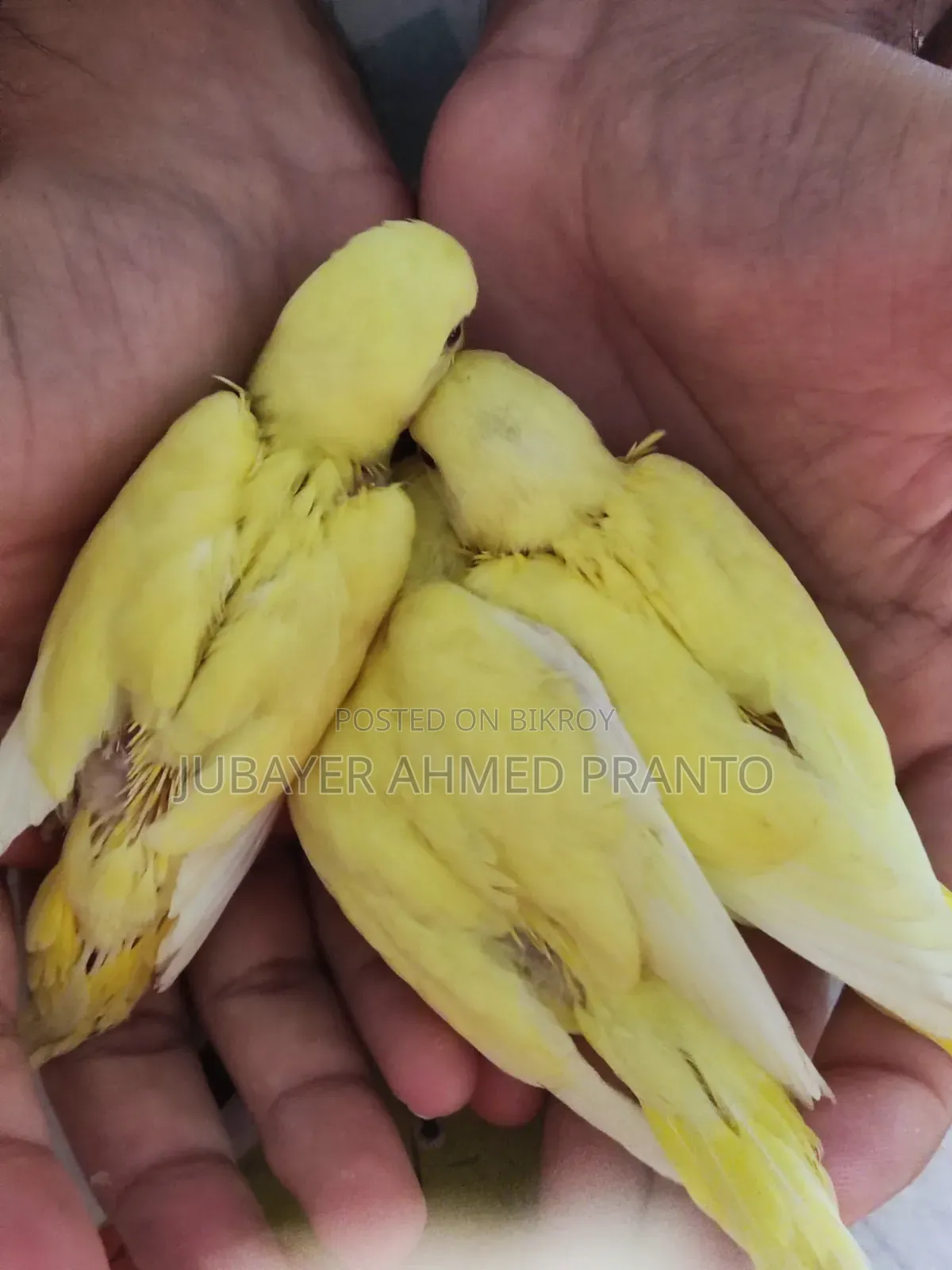 বাজিগর পাখি