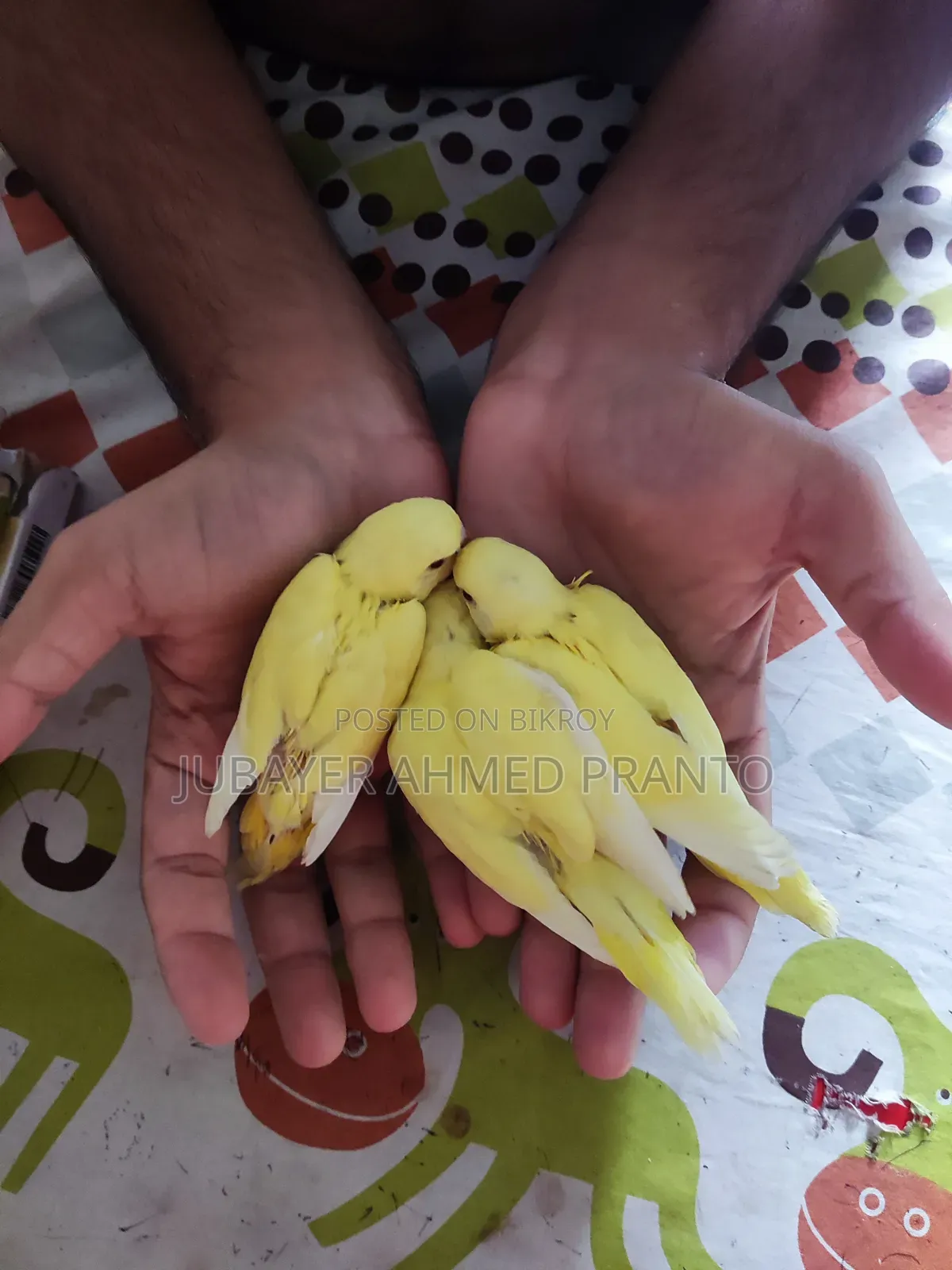 বাজিগর পাখি