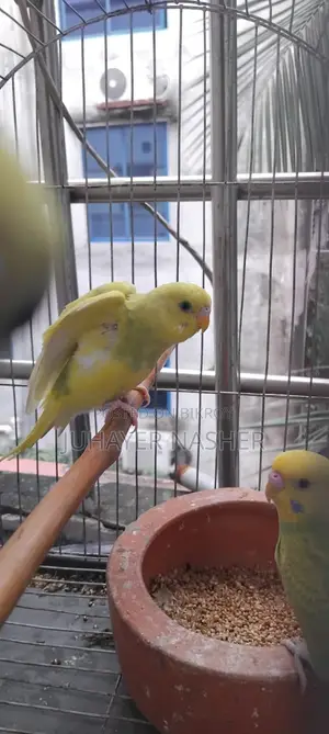 Budgerigar Sell