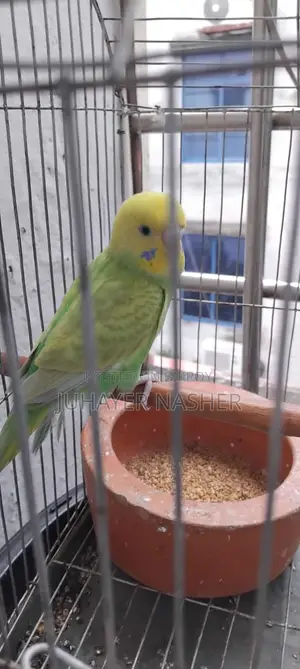 Budgerigar Sell