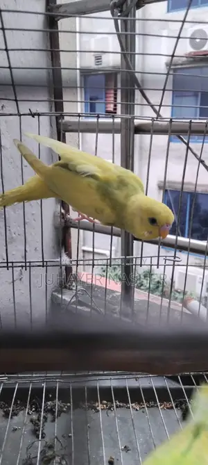 Budgerigar Sell